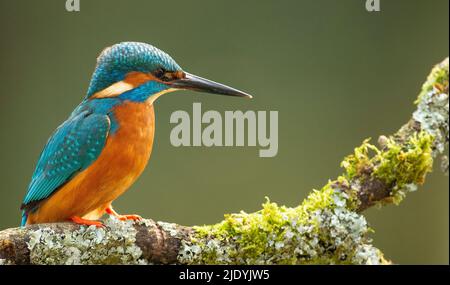 Comune Kingfisher Alcedo in questo maschio adulto arroccato su un ramo coperto muschio Foto Stock