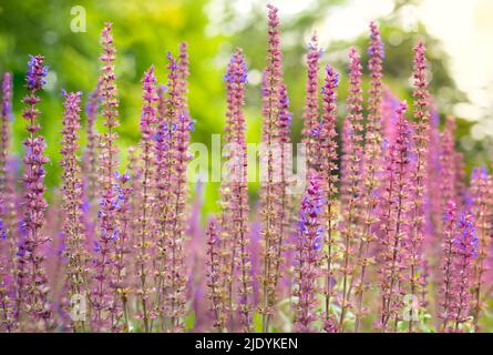 Vista ravvicinata della salvia steppa o del nome latino Salvia nemorosa pianta in natura con fuoco selettivo e sfondo sfocato Foto Stock
