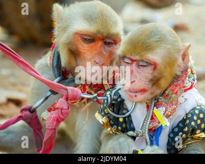 Scimmia maschio decorata e scimmia femmina, trucco sul loro volto, utilizzare per lo spettacolo di danza scimmia in india. Foto Stock