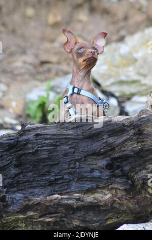 Terrier giocattolo russo in ambiente naturale Foto Stock
