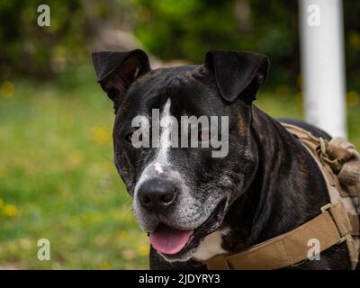 ritratto di testa di un nero american pit bull terrier Foto Stock