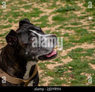 ritratto di testa di un nero american pit bull terrier Foto Stock