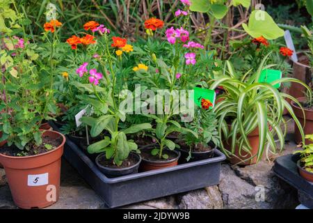 Negozio giardino con fiori. Piante decorative in vaso sono in vendita. Cespugli e fiori in vaso nel mercato locale. Piantine in contenitori in vendita. Foto Stock