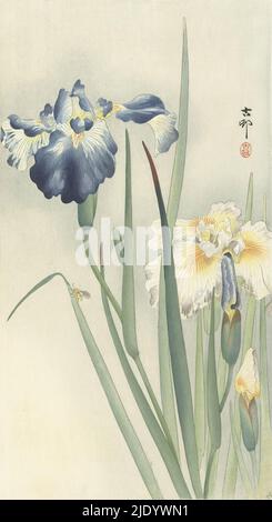 Iridi, iridi fioriti bianchi e blu; una mosca a sinistra, foglia piegata., tipografo: Ohara Koson, (menzionato sull'oggetto), tipografo: anonymous, Giappone, 1900 - 1936, carta, legno a colori, altezza 347 mm x larghezza 188 mm Foto Stock