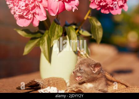 Carino ritratto di gattino domestico tra peony fiorente fuori. Sfondo estetico estivo. Adorabile piccolo animale in estate. Scoperta e curiosità infanzia. Foto Stock