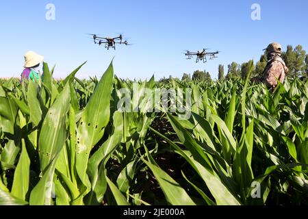 ZHANGYE, CINA - 22 GIUGNO 2022 - coltivatori di cooperativa professionale di produzione di semi di mais stanno proteggendo le piante da drone nella produzione di semi di mais b Foto Stock