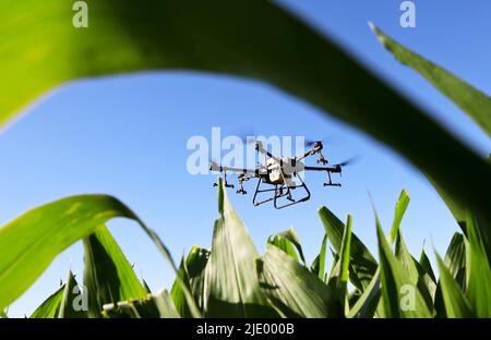 ZHANGYE, CINA - 22 GIUGNO 2022 - coltivatori di cooperativa professionale di produzione di semi di mais stanno proteggendo le piante da drone nella produzione di semi di mais b Foto Stock