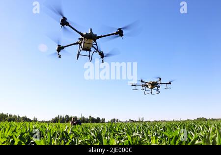 ZHANGYE, CINA - 22 GIUGNO 2022 - coltivatori di cooperativa professionale di produzione di semi di mais stanno proteggendo le piante da drone nella produzione di semi di mais b Foto Stock