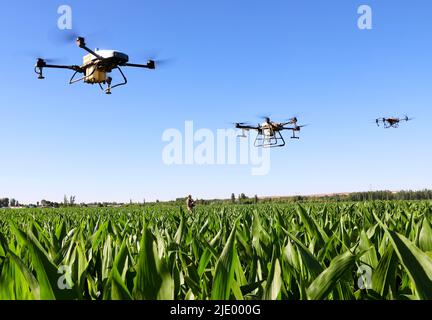 ZHANGYE, CINA - 22 GIUGNO 2022 - coltivatori di cooperativa professionale di produzione di semi di mais stanno proteggendo le piante da drone nella produzione di semi di mais b Foto Stock