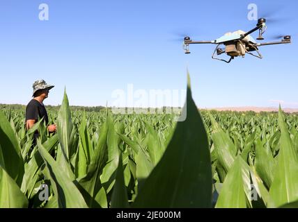 ZHANGYE, CINA - 22 GIUGNO 2022 - coltivatori di cooperativa professionale di produzione di semi di mais stanno proteggendo le piante da drone nella produzione di semi di mais b Foto Stock