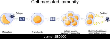 Risposta immunitaria. Immunità mediata da cellule. Attivazione di fagociti, linfociti T citotossici antigenici specifici e rilascio di citochine in risposta Illustrazione Vettoriale