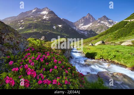 Alpenrose fiorite (Rhododendron ferrugineum) da un torrente di montagna sul Passo Susten, Canton Uri, Svizzera Foto Stock