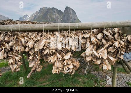 Teste di pesce essiccato, Lofoten, Norvegia Foto Stock