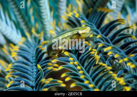 Primo piano del ventre scudo stellare in piuma, ventre scudo stellare peloso (Discocrema crinophila) seduto sul braccio della stella in piuma (crinoid), Oceano Pacifico Foto Stock