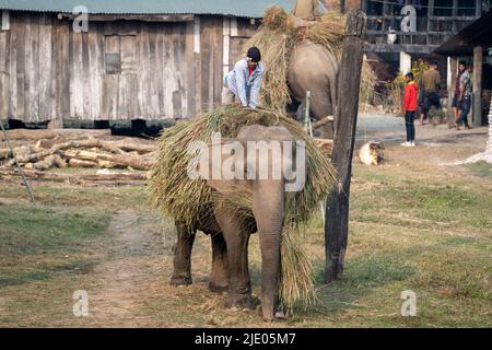 Chitwan, Nepal - 31 gennaio 2022: Un elefante domestico che trasporta un carico di erba con un mahout sulla sua parte posteriore. Foto Stock