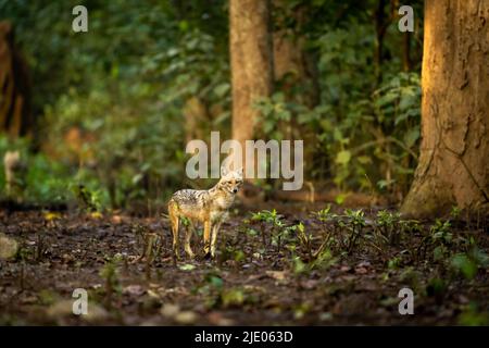 jackal d'oro o Canis aureus testa in primo piano o ritratto in sfondo naturale paesaggistico verde nella stagione invernale nella zona dhikala di jim corbett india Foto Stock