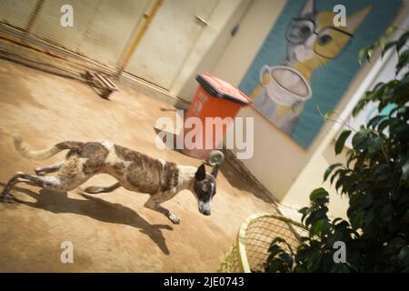 Diverse ONG che lavorano a Karachi per salvare vite animali. Foto Stock