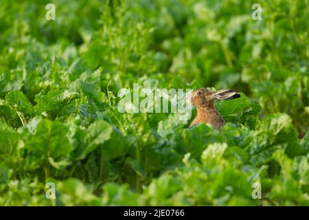 Lepre marrone europeo (Lepus europaeus) adulto in un campo di barbabietola da zucchero, Suffolk, Inghilterra, Regno Unito Foto Stock