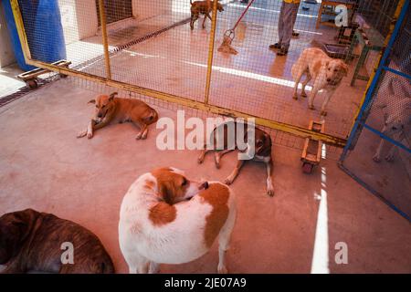 Diverse ONG che lavorano a Karachi per salvare vite animali. Foto Stock