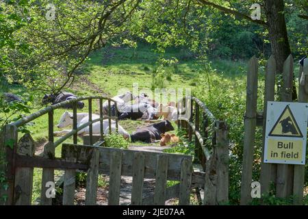 Mucche che che dormono al sole, Levisham, North Yorkshire Moors National Park, Northern England, UK Foto Stock