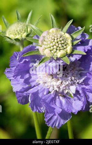 Blu Scabiosa caucasica 'Blausiegel' Blu Scabiosa caucasica Fiore, fioritura, Fiore di Pincushion, Ritratto Foto Stock