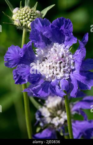 Caucasica scabious, Blu, Fiore, Scabiosa cacasica, primo piano Foto Stock