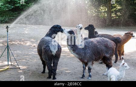 Amburgo, Germania. 24th giugno 2022. Un gruppo di alpaca si trova sotto un irrigatore per rinfrescarsi al parco zoologico di Hagenbeck. Credit: Markus Scholz/dpa/Alamy Live News Foto Stock