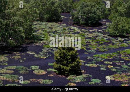 (Astragalus) Siculo, una pianta endemica della Sicilia, foresta di betulla sul sentiero circolare intorno ai Monti Sartorius, vulcano Etna, Sicilia, Italia Foto Stock