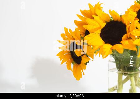 Girasoli luminosi in vaso di vetro su sfondo bianco Foto Stock