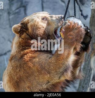 Amburgo, Germania. 24th giugno 2022. Kamchatka portare Leo mastice su una bomba di ghiaccio sospesa in un albero e riempito di pesce, carne, frutta e verdura allo zoo di Hagenbeck. Oltre a raffreddare gli orsi, questo dono dei custodi serve anche a diversificare e attivare gli orsi nel recinto. Credit: Markus Scholz/dpa/Alamy Live News Foto Stock