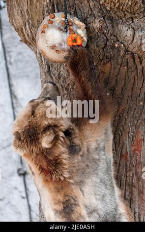 Amburgo, Germania. 24th giugno 2022. L'orso Kamchatka Masha esamina una bomba di ghiaccio appesa in un albero e piena di pesce, carne, frutta e verdura allo zoo di Hagenbeck. Oltre al raffreddamento, questo dono dei custodi serve anche a diversificare e attivare gli orsi nel recinto. Credit: Markus Scholz/dpa/Alamy Live News Foto Stock