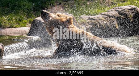 Amburgo, Germania. 24th giugno 2022. L'orso di Camchatka Mascha fa un tuffo nel fossato per rinfrescarsi a Hagenbecks Animal Park accreditamento: Markus Scholz/dpa/Alamy Live News Foto Stock