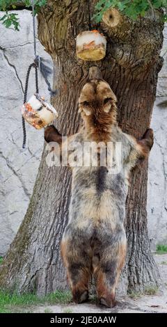 Amburgo, Germania. 24th giugno 2022. Kamschatka Bear Mascha esamina una bomba di ghiaccio appesa in un albero e piena di pesce, carne, frutta e verdura allo zoo di Hagenbeck. Oltre al raffreddamento, questo dono dei custodi serve anche a diversificare e attivare gli orsi nel recinto. Credit: Markus Scholz/dpa/Alamy Live News Foto Stock