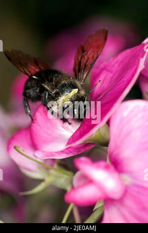 Ape di legno grande (Xylocopa violacea) su un fiore di vetchling a foglia larga, Berlino, Germania Foto Stock