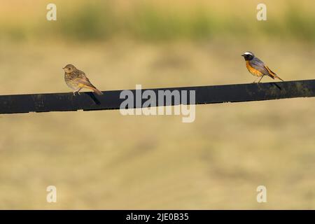 Redstart (Fenicurus phoenicurus), giovane uccello e maschio adulto, in piedi su puntone metallico, Meerbruchwiesen, Steinhuder Meer, bassa Sassonia Foto Stock