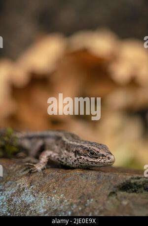 Lucertola comune, , Zootoca vivipara crogiolarsi al sole della mattina presto Foto Stock