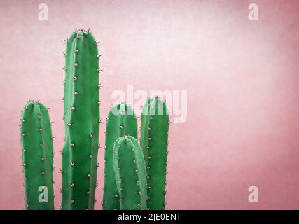 Cactus su sfondo rosa, spazio di copia Foto Stock