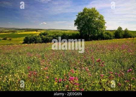 Paesaggio culturale nel distretto Reno-Lahn, Renania-Palatinato, Germania Foto Stock