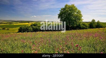 Paesaggio culturale nel distretto Reno-Lahn, Renania-Palatinato, Germania Foto Stock