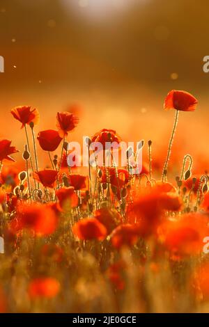 Papavero di mais in un campo di grano, fiore singolo alto, Medio Elbe Biosphere Reserve, Dessau-Rosslau, Sassonia-Anhalt, Germania Foto Stock