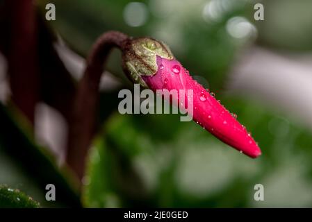 Germogli di ciclamino rosso closeup su sfondo di foglie. Fuoco selettivo. Germogli di ciclamino Foto Stock