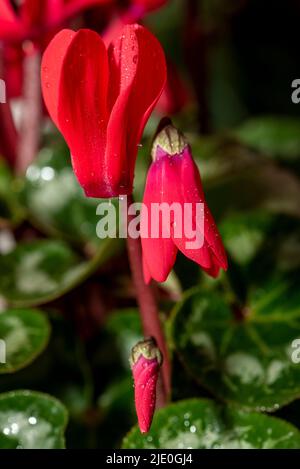 Fiori. Primo piano di un ciclamino persico, viola persiano, fiore rosso e petali fioriti in giardino. Ciclamino di fiori rossi Foto Stock
