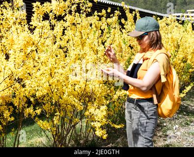 Bella giovane donna turista in berretto con zaino giallo tra fioritura forsytia cespugli toccare ramo in primavera o estate godendo la natura Foto Stock
