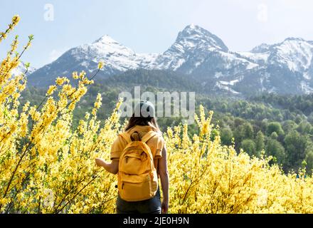 vista posteriore di giovane donna viaggiatore in berretto con zaino giallo tra fioritura forsithia cespugli contro nevoso montagna picchi escursionismo in primavera, paesaggio Foto Stock