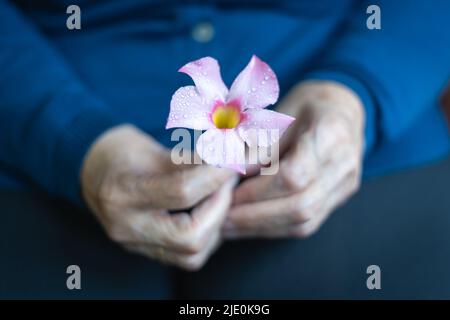 Le mani della donna più anziana tengono un fiore bianco appena tagliato. Foto Stock