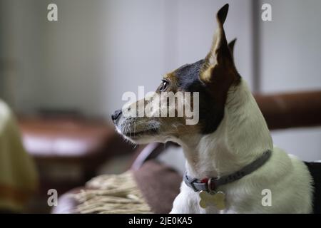 Jack Russell cane in profilo guardando all'esterno con orecchie pricked. Foto Stock
