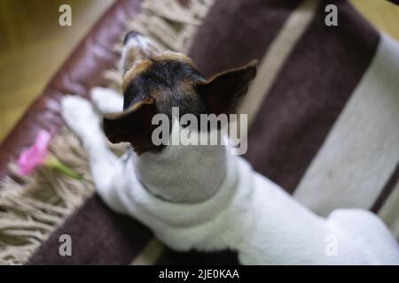 Jack russell cane sdraiato giù poggiando sulla sua coperta, vista dall'alto. Foto Stock