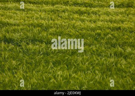 Grande campo di grano di segale triticale Foto Stock