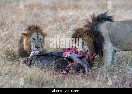 Due leoni maschi (Panthera leo) che si nutrono di un wildebeest appena ucciso a Maasai Mara, Kenya. Foto Stock