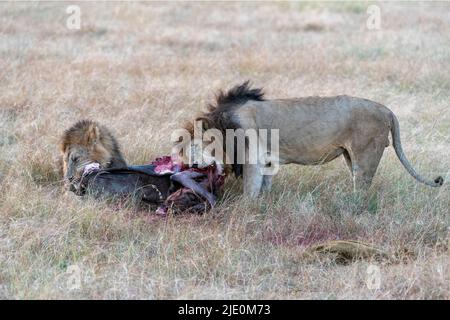 Due leoni maschi (Panthera leo) che si nutrono di un wildebeest appena ucciso a Maasai Mara, Kenya. Foto Stock